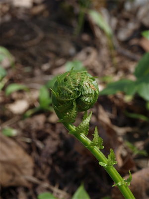 Matteuccia struthiopteris (Ostrich Fern) - Fiddlehead