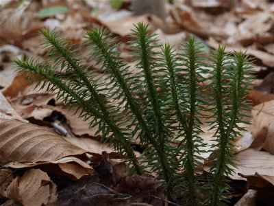 Huperzia lucidula (Shining Clubmoss)