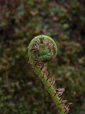 Dryopteris species (Wood Fern) - Fiddlehead