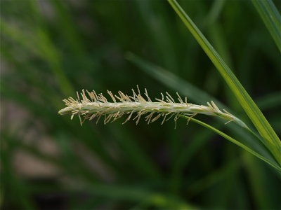Carex prasina (Drooping Sedge)