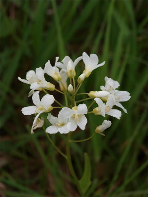 Cardamine bulbosa (Spring Cress)