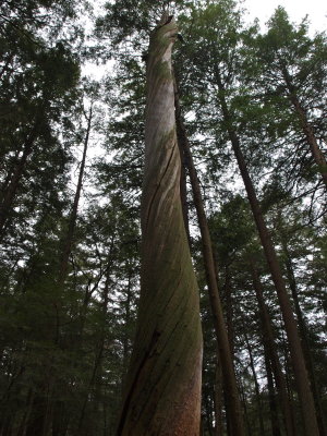 Castanea dentata (American Chestnut) - Old Snag