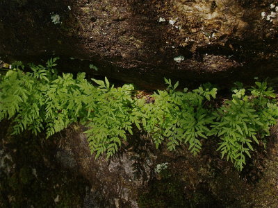 Cryptogramma stelleri (Slender Cliffbrake)