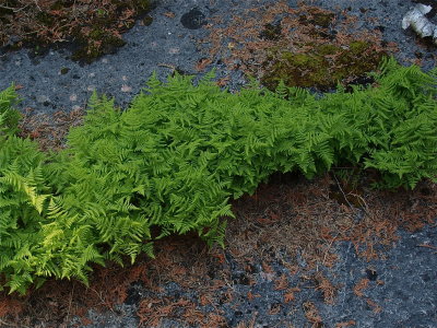 Gymnocarpium robertianum (Robert's Fern)