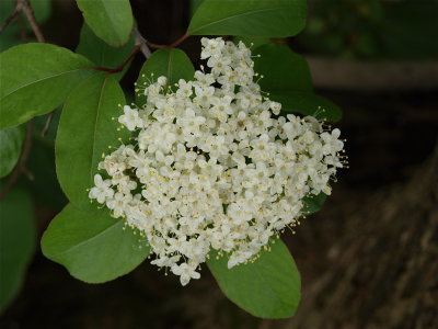 Viburnum prunifolium (Black Haw)
