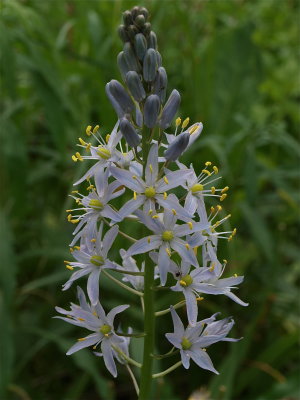 Camassia scilloides (Wild Hyacinth)
