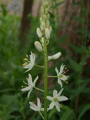 Camassia scilloides (Wild Hyacinth) - White Flowers