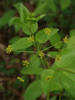 Thaspium trifoliatum (Meadow Parsnip)