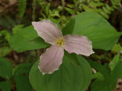 Trillium grandiflorum (Large-Flowered Trillium) - Faded Flower