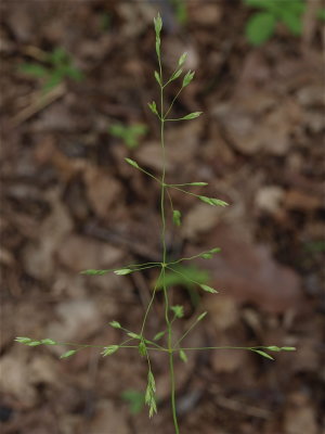 Poa alsodes (Grove Bluegrass)