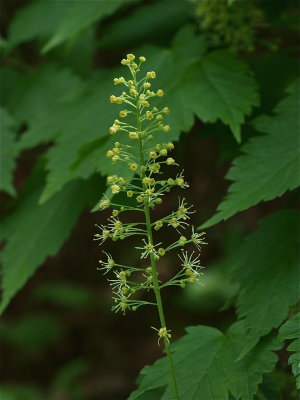 Acer spicatum (Mountain Maple)