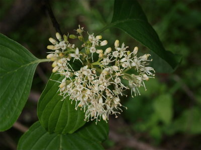 Cornus alternifolia (Alternate-Leaved Dogwood)