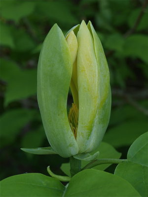 Magnolia acuminata (Cucumber Magnolia)