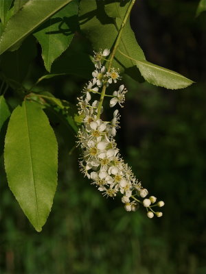 Prunus serotina (Black Cherry)