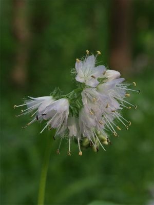 Hydrophyllum virginianum (Virginia Waterleaf) - Light Purple Flowers