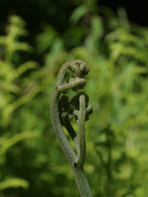 Pteridium aquilinum (Bracken Fern) - Fiddleheads