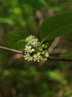 Ilex montana (Mountain Winterberry)