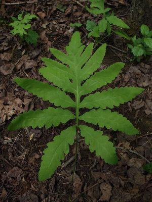 Onoclea sensibilis (Sensitive Fern)