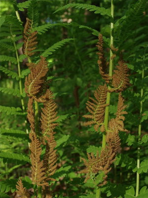 Osmunda claytoniana (Interrupted Fern)