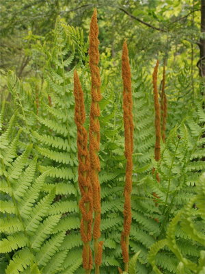 Osmunda cinnamomea (Cinnamon Fern)