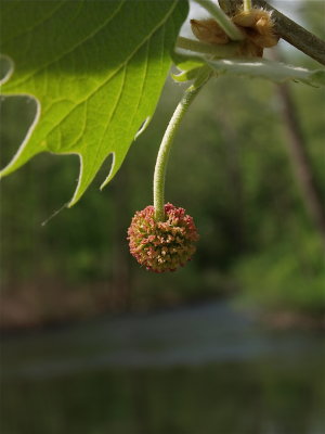 Platanus occidentalis (American Sycamore)