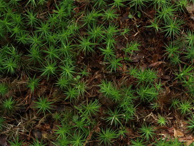 Polytrichum commune (Common Haircap Moss)