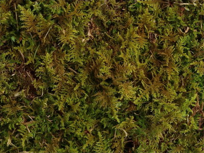 Thuidium delicatulum (Delicate Fern Moss)
