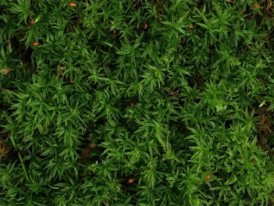 Atrichum altecristatum (Wavy Starburst Moss)