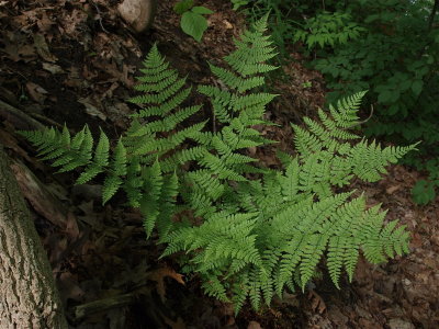 Dryopteris species (Wood Fern)