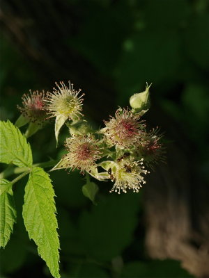 Rubus occidentalis (Black Raspberry)