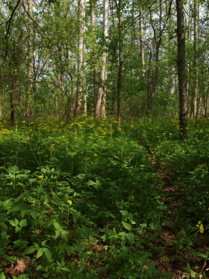 Floodplain Forest with Golden Alexanders