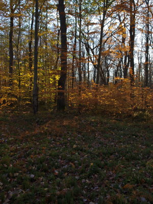 Hardwood Forest with Clubmoss