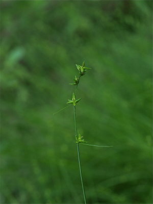 Carex radiata (Eastern Star Sedge)