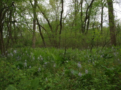 Rich Floodplain Forest with Wild Hyacinth
