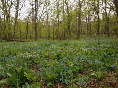 Rich Floodplain Forest with Virginia Bluebells
