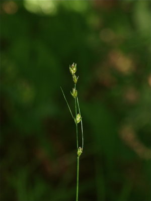 Carex species (Sedge)