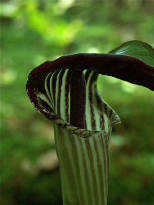 Arisaema triphyllum (Jack-in-the-Pulpit) - Black Spadix