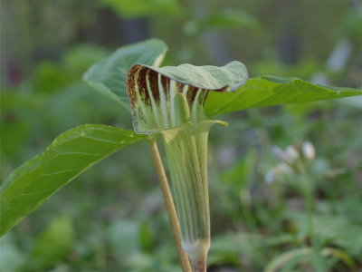 Arisaema triphyllum (Jack-in-the-Pulpit) - Green Spadix