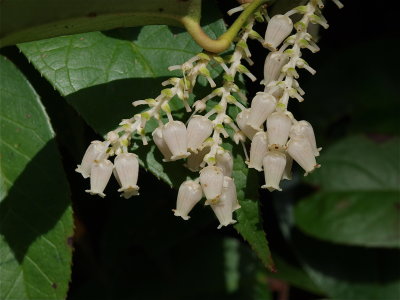 Leucothoe fontanesiana (Mountain Dog-Hobble)