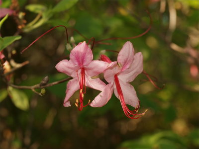 Rhododendron periclymenoides (Pinxter-Flower)