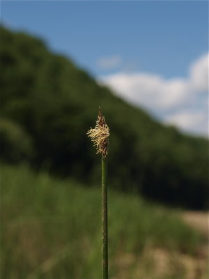 Eleocharis species (Spikerush)
