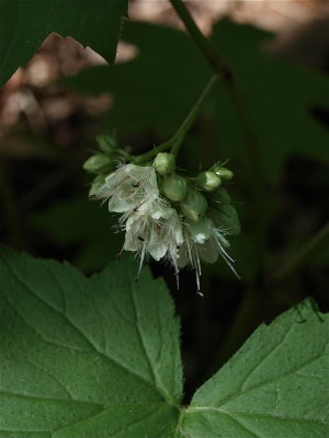 Hydrophyllum canadense (Broad-Leaved Waterleaf)