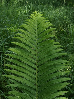 Matteuccia struthiopteris (Ostrich Fern)