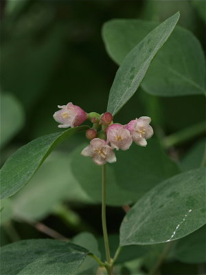 Symphoricarpos albus (Snowberry)