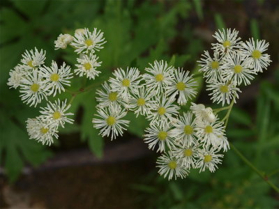 Trautvetteria caroliniensis (Carolina Tassel-Rue)