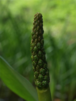 Orontium aquaticum (Golden Club)