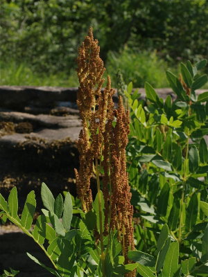 Osmunda regalis (Royal Fern)