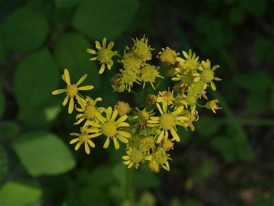 Packera glabella (Butterweed)
