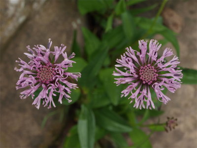 Marshallia grandiflora (Barbara's Buttons)