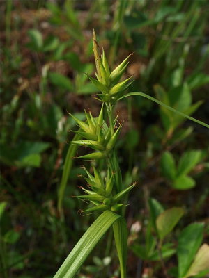 Carex folliculata (Long Sedge)
